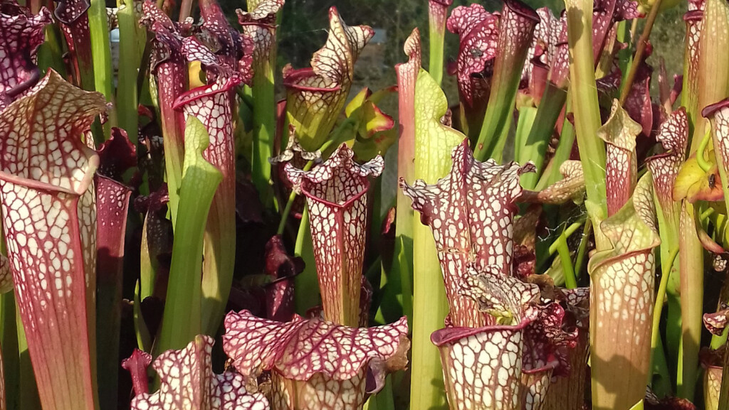 Carnivorous Plants May Lure Their Insect Prey With Specialized Scents