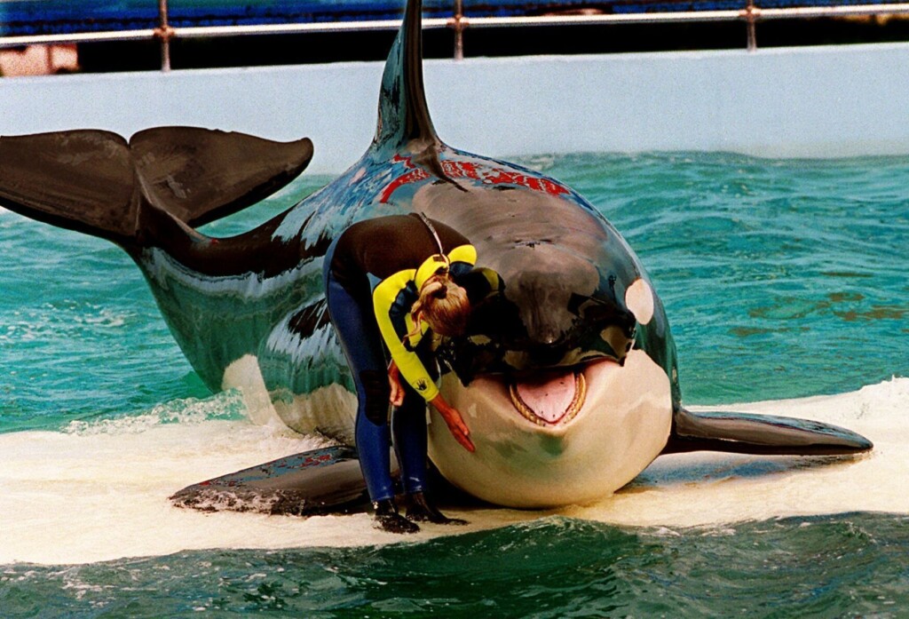 Caregivers Say Returning Orca Lolita — Also Known As Tokitae — To Her Home Waters Is Risky
