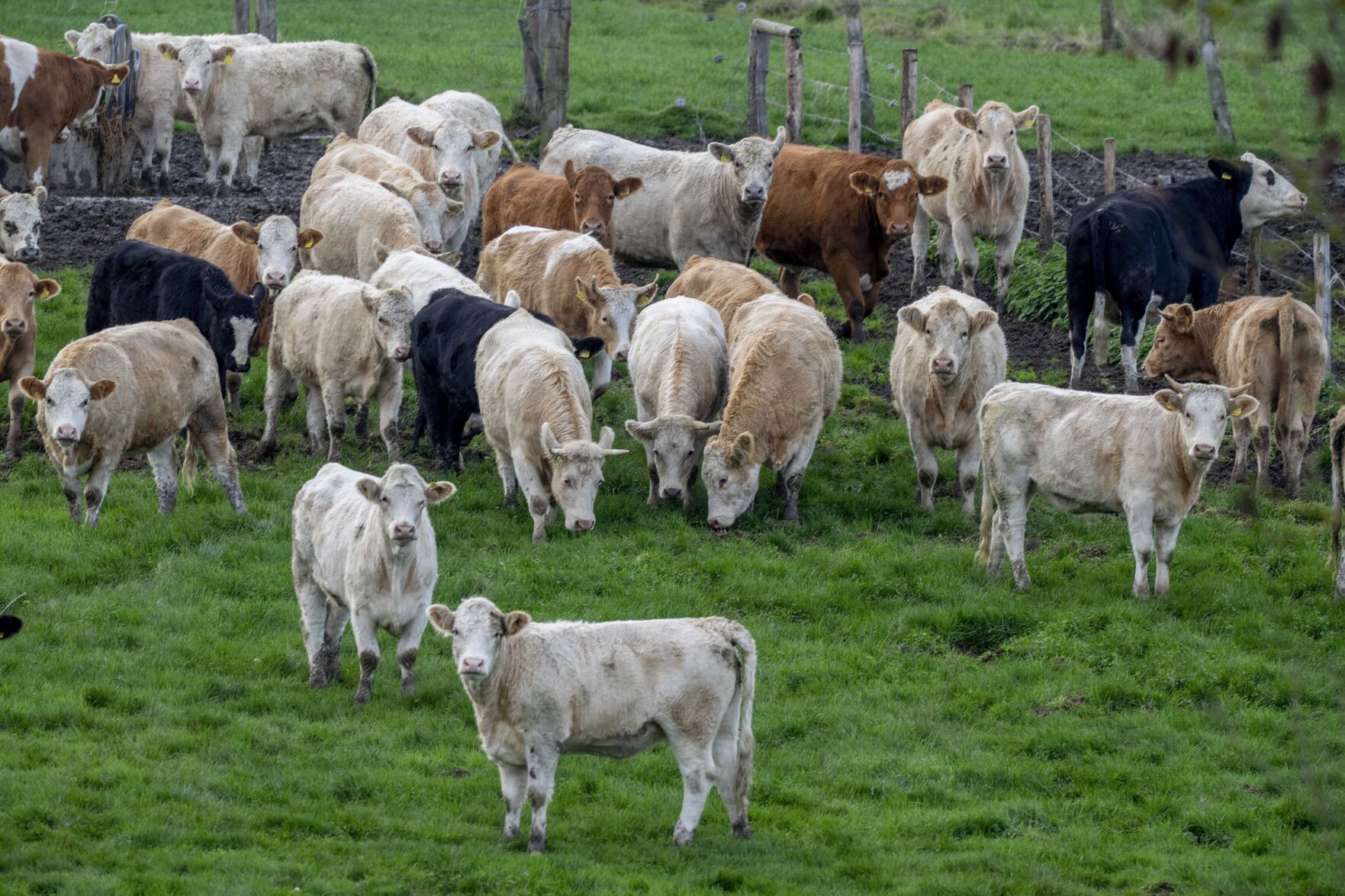 <p>Cows stand in a meadow in Wehrheim on Nov. 4, 2022, near Frankfurt, Germany. Rising methane levels in the atmosphere in 2022 again played a big part in an overall increase in the greenhouse gases that cause climate change, according to the the National Oceanic and Atmospheric Administration.</p>