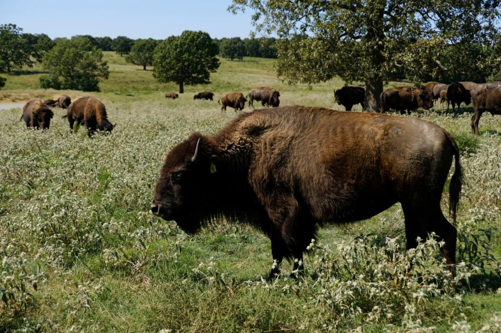 Zoonomia Project: Genetic Research Reveals Insights Into What We Share With Animals
