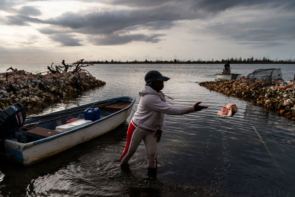 Overfishing Is Threatening The Conch, Vital To The Way Of Life In The Bahamas. Here’s What It Means.