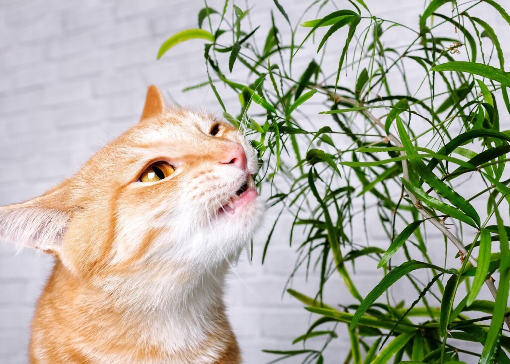 Beyond Catnip: 7 Safe, Cat Friendly Plants To Have At Home