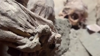 Archaeologists In Peru Find 1,000 Year Old Adolescent Mummy Wrapped In A Bundle