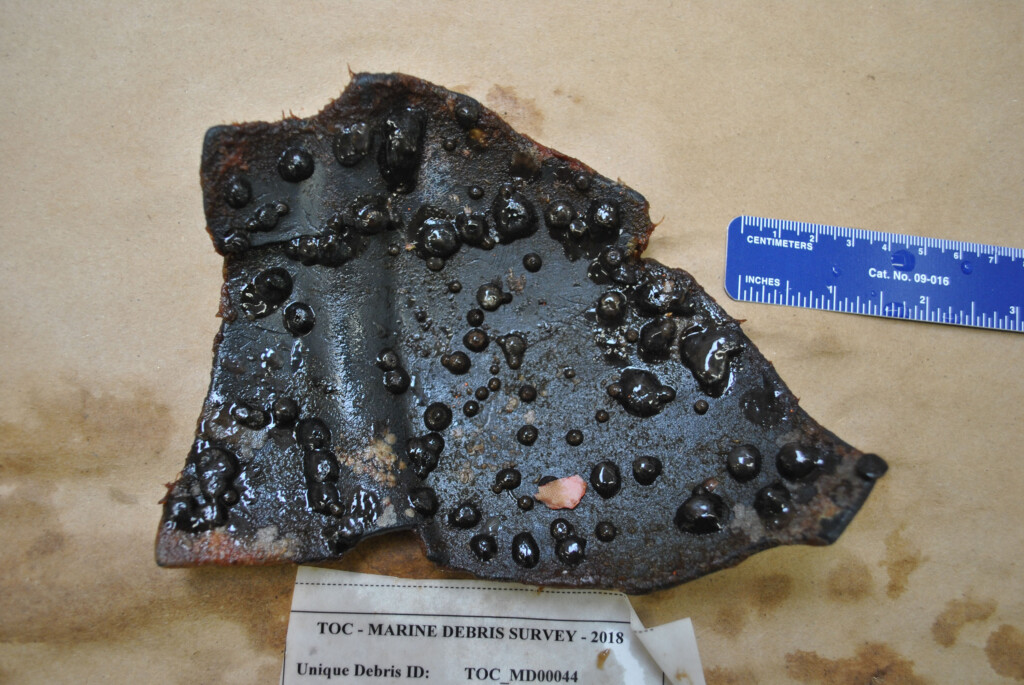 The Great Pacific Garbage Patch Is Now So Huge And Permanent That A Coastal Ecosystem Is Thriving On It, Scientists Say