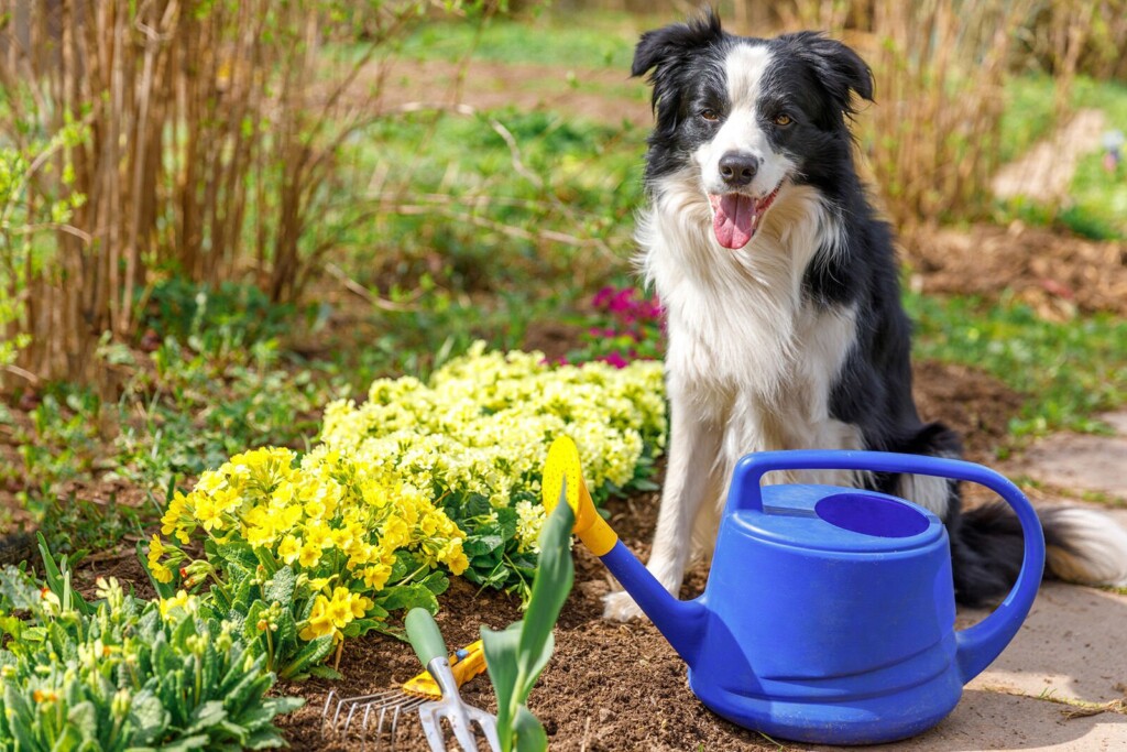 4 Tips On How To Garden Safely For Your Dog