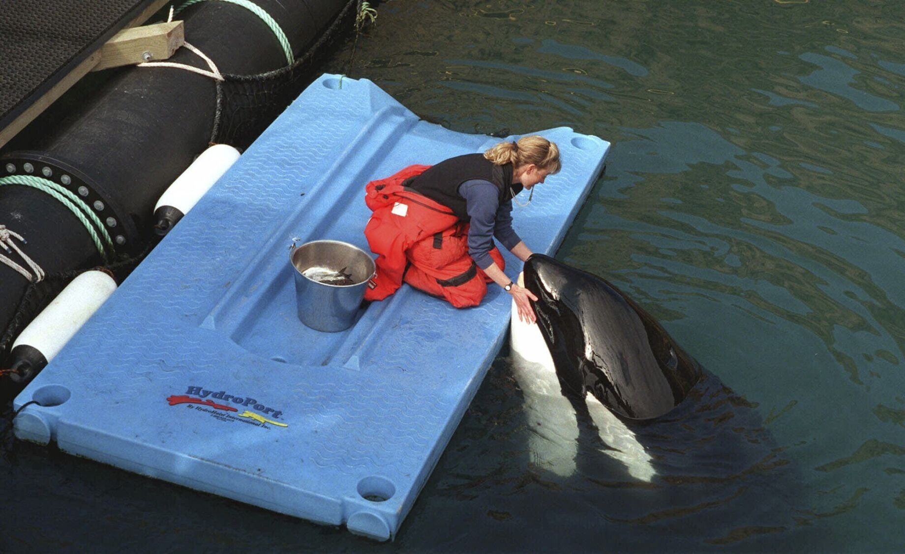 <p>Karen McRea feeds frozen fish to Keiko, star of the movie "Free Willy," on April 22, 1999, in his pen off the coast of Westman Islands, Iceland.</p>