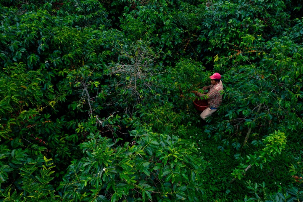 Climate Change Will Cut Land For Coffee By More Than 50%, Report Says