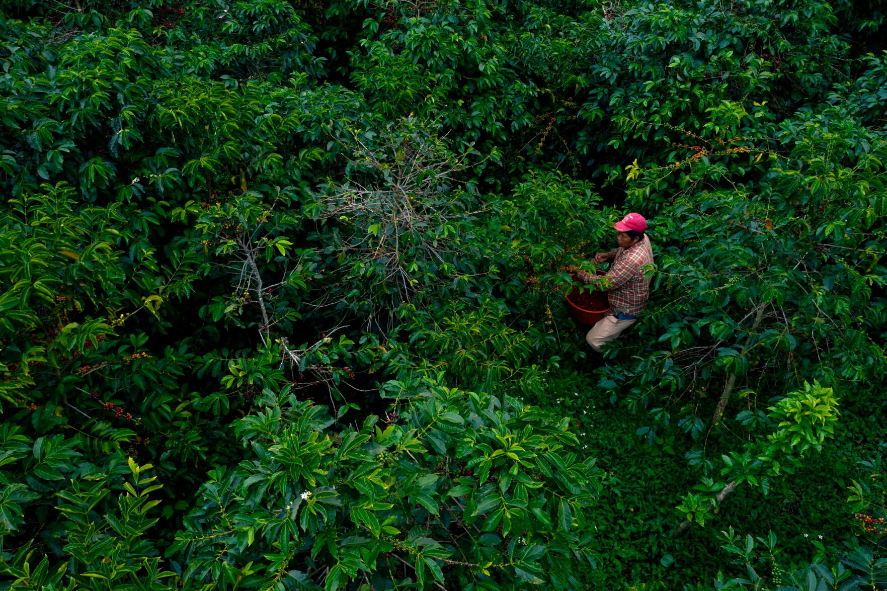 <p>A man from the Ngabe Bugle community harvests Geisha Natural coffee beans at the Elida farm Jan. 22, 2020, in Boquete, Panama.</p>