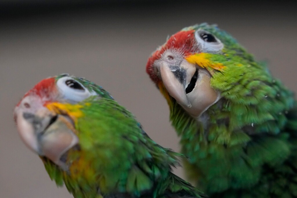 Chirping Sounds Lead Airport Officials To A Bag Filled With Smuggled Parrot Eggs