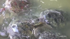 Endangered Sea Turtles Rescued From Poachers In Bali