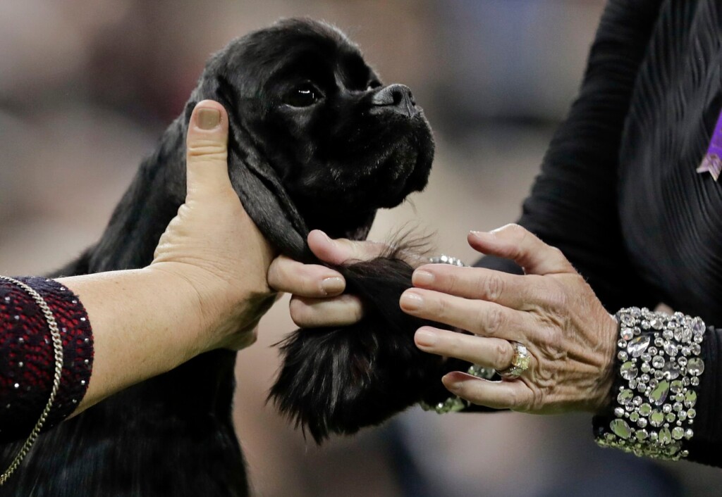 Dog Show 101: What’s What At The Westminster Kennel Club