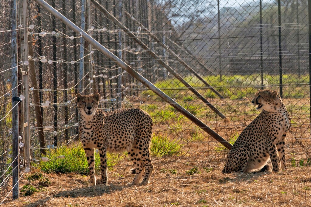 Three Cheetah Cubs Die In India Amid Sweltering Heat Wave