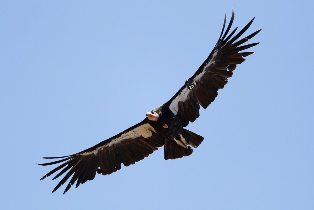 Usda Takes Steps Toward Vaccinating Endangered California Condors Against Bird Flu