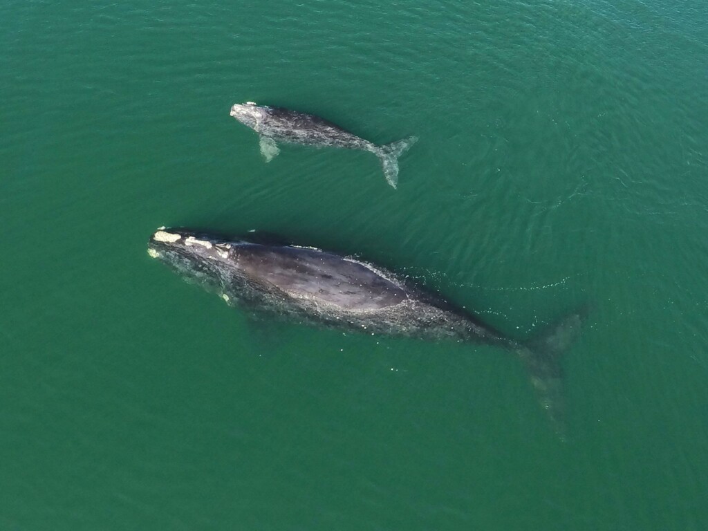 ‘a Drastic Alert’: Almost Half The World’s Species Are Seeing Rapid Population Declines, New Study Finds