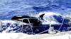 Pod Of Killer Whales Attack And Disable Sailboat Off The Coast Of Morocco