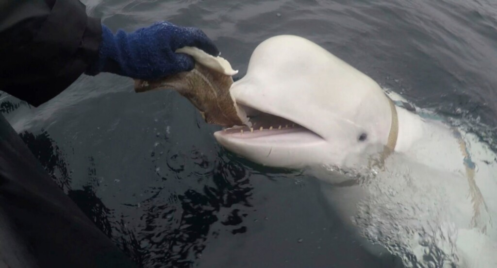 Beluga ‘spy’ Whale With Apparent Russian Made Harness Swims South To Sweden