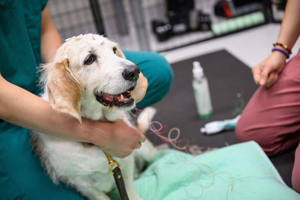 Older Dogs Who Sleep Badly May Have Dementia, Study Says