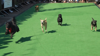Hundreds Of Speedy Chihuahuas Race To The Finish Line In Annual Washington D.c. Event