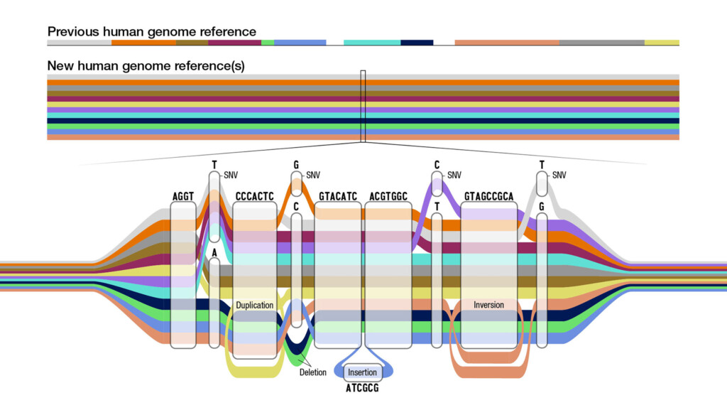 Scientists Have Updated The Human Genome To Make It More Equitable And Inclusive