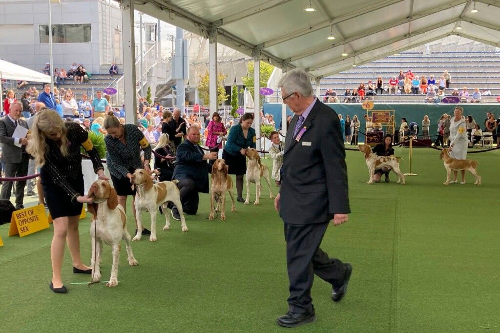 Dog Co Owned By Tim Mcgraw Wins New Breed At Westminster Show