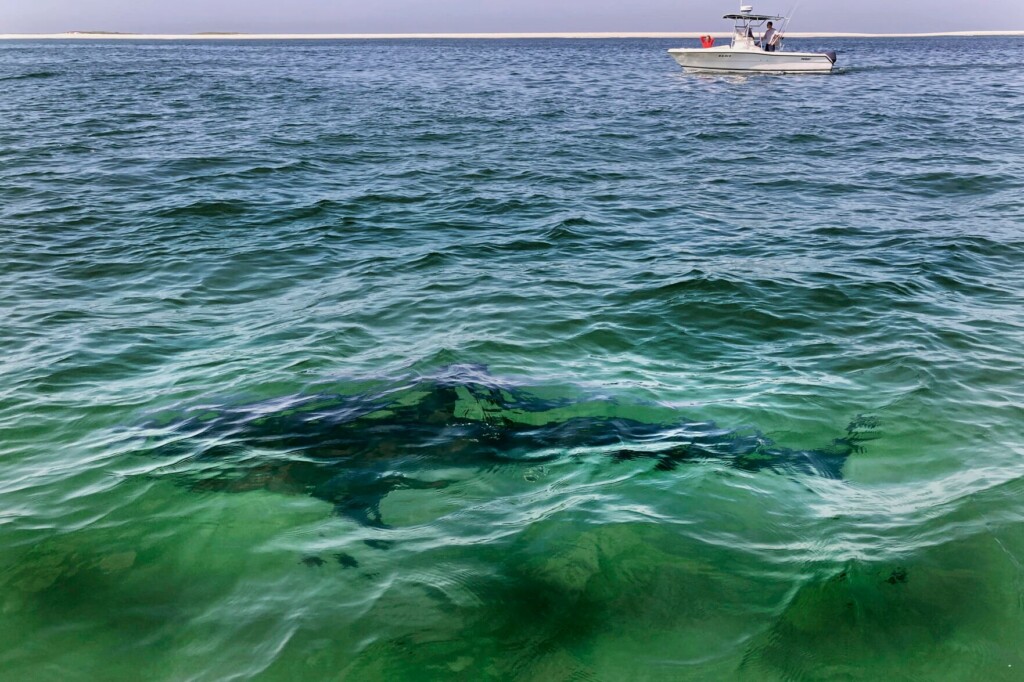 Recent Shark Attacks Are Worrying Beach Goers. But Experts Say They’re Very Rare