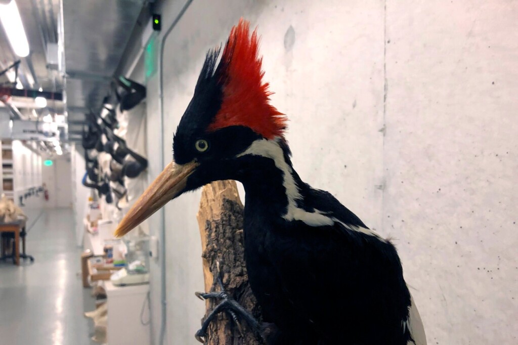 Videos Show Purported Ivory Billed Woodpeckers As Us Moves Toward Extinction Decision