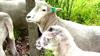 New York City Employs Sheep To Keep Lawns Free Of Invasive Species