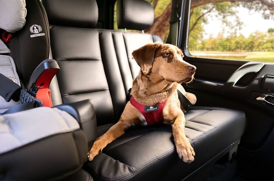 Summer Road Trip Safety – What You Need To Know About Pets And Distracted Driving