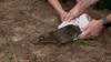 Platypus Released Back Into Australian National Park For The First Time In 50 Years