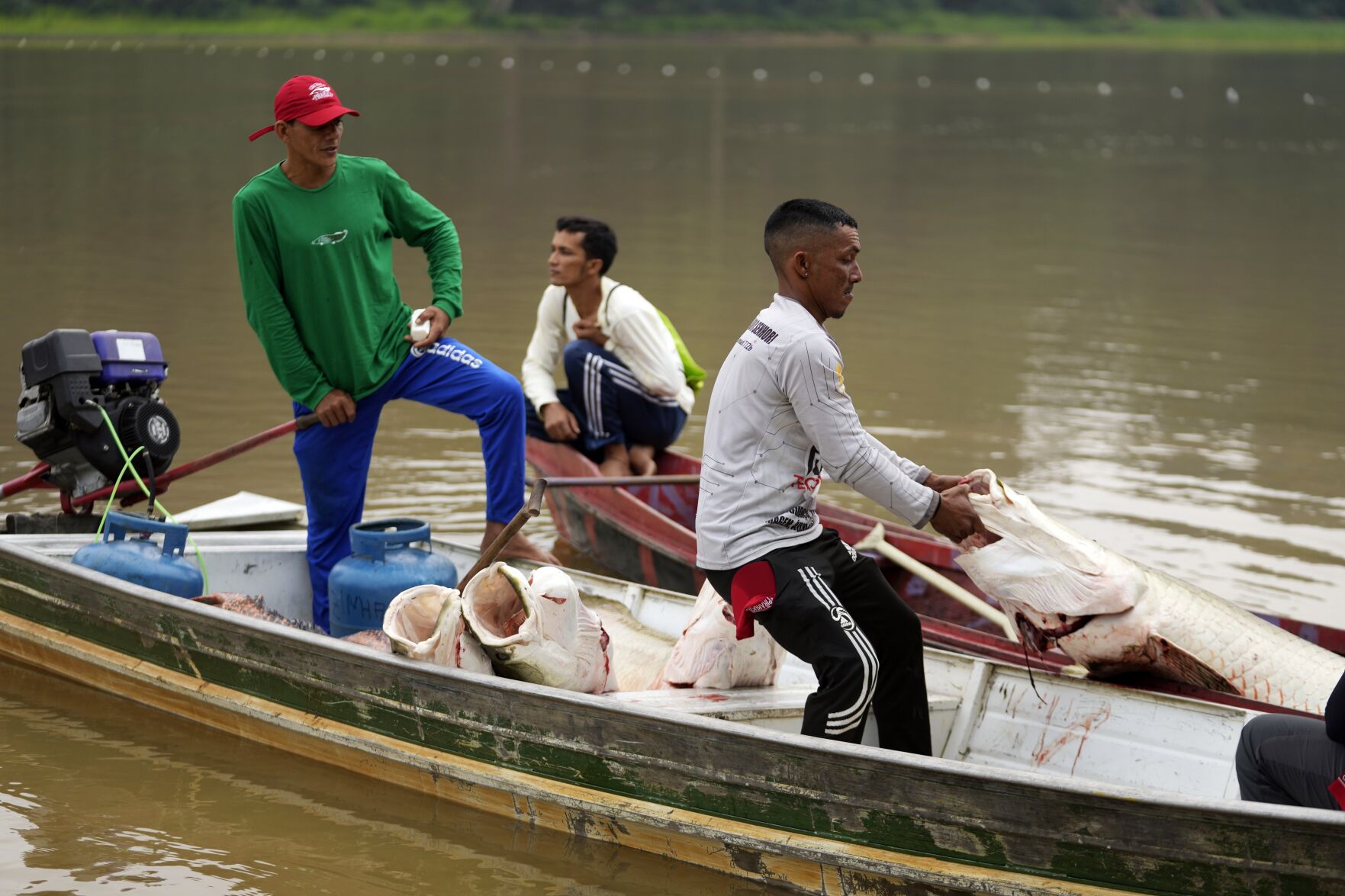 <p>Fishermen join boats to pass pirarucu fish to a motorized one, front, used to transport it faster to the processing ship at a lake in Carauari, Brazil, on Sept. 6, 2022. </p>