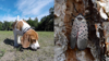 How Scientists Are Using Man’s Best Friend To Fight Spotted Lanternflies