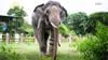 Elephant Who Lost Foot In A Snare Trap Walks Again Thanks To A Prosthetic