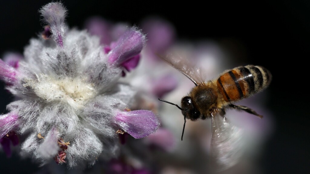 6 Surprising Things About Bees On World Bee Day