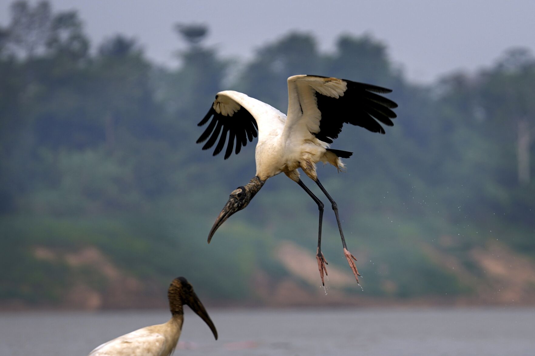 <p>A wood stork flies, in Carauari, Brazil, on Sept. 6, 2022. A Brazilian nonprofit has created a new model for land ownership that welcomes both local people and scientists to collaborate in preserving the Amazon, the world's largest tropical forest. </p>