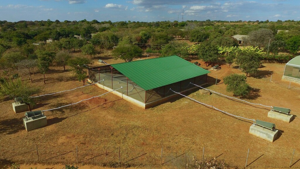 What Mosquitoes Are Most Attracted To In Human Body Odor Is Revealed