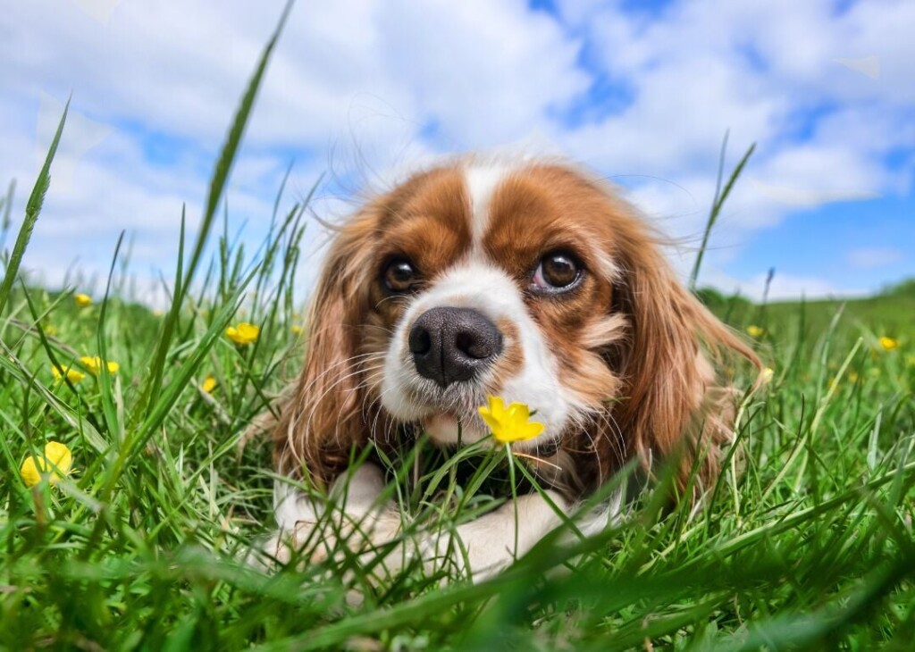 The Most Popular Dog Names Of 2022 In Every State