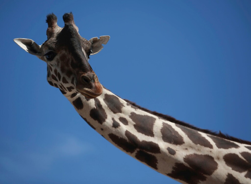 Benito The Giraffe Is Alone And Struggling At A Small Mexican Zoo. Activists Want To Change That