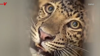 Young Leopard Rescued After Falling Into A Well In India