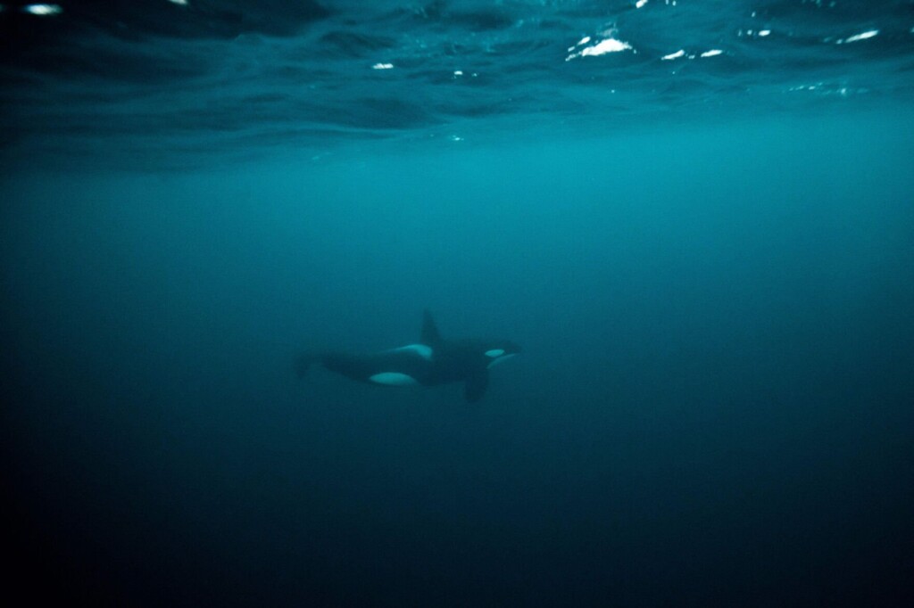 Why Are Killer Whales Going ‘moby Dick’ On Yachts Lately? Experts Doubt It’s Revenge