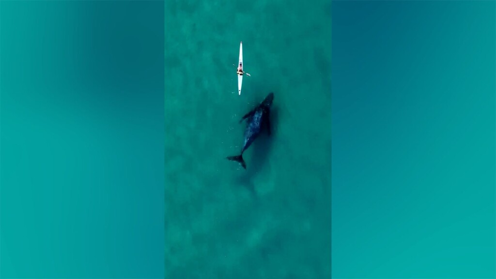 Curious Whale Follows Kayak As Australia Revels In Bumper Annual Humpback Count