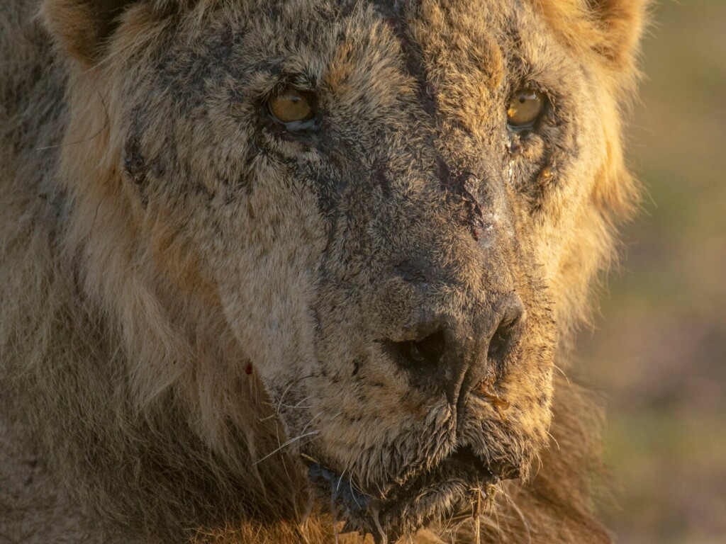 In Kenya, Lions Are Speared To Death As Human Wildlife Conflict Worsens Amid Drought