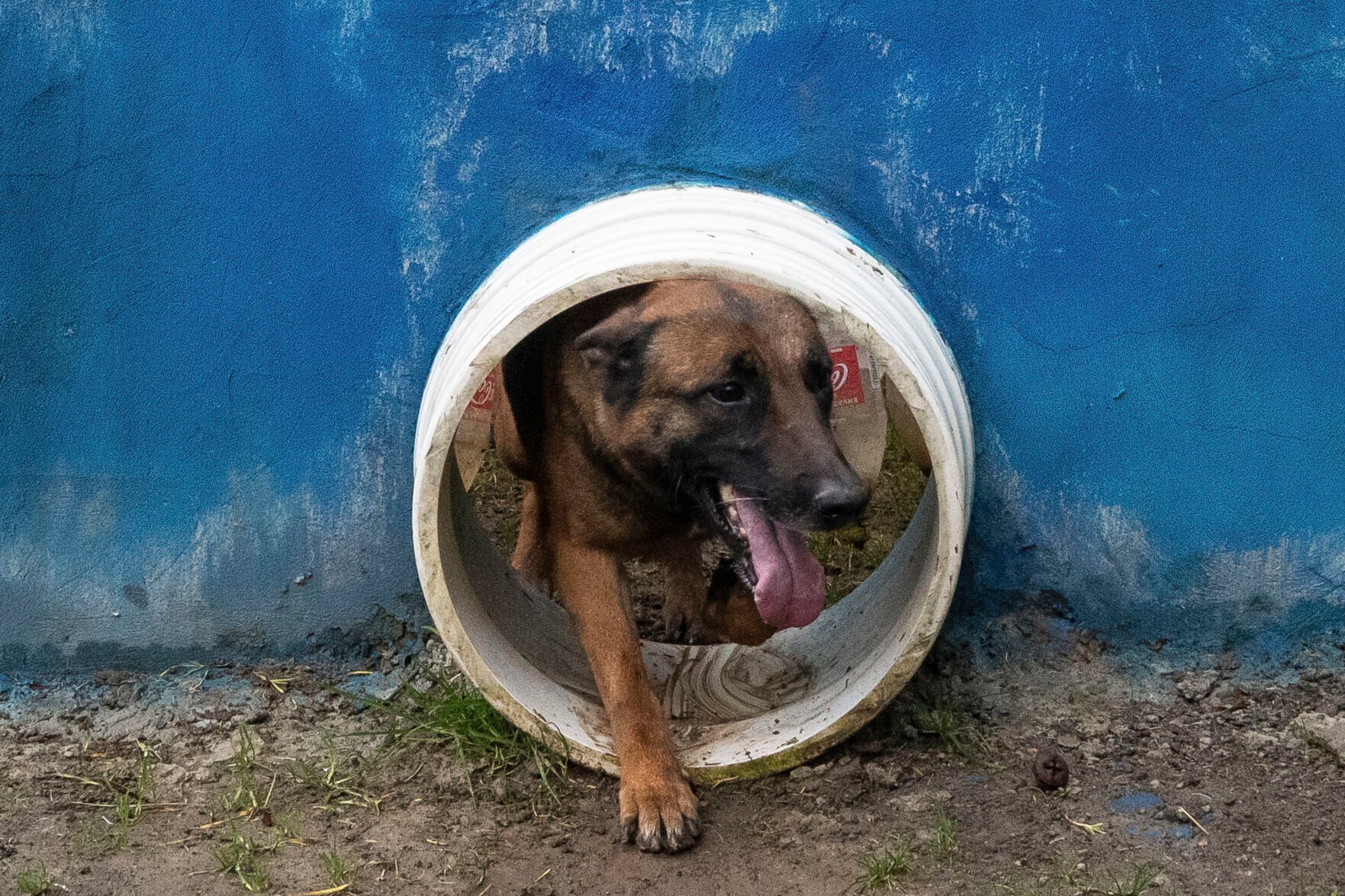 <p>A dog walks through an opening at a Colombian Army training facility for military working dogs to serve alongside troops in various capacities, in Bogota, Colombia, on June 21, 2023. </p>