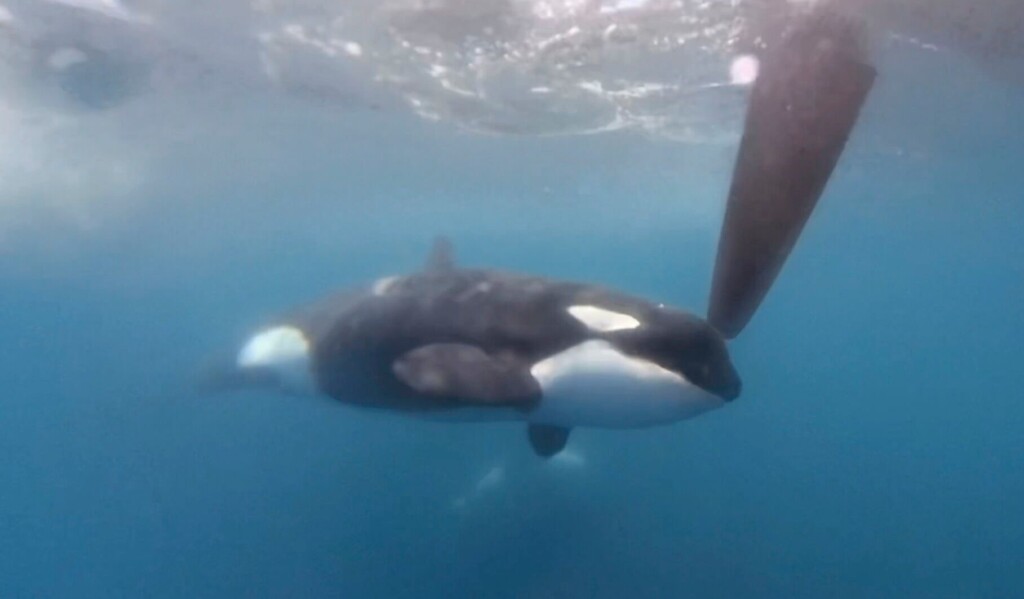 Orcas Disrupt Around The World Ocean Race In Latest Display Of Dangerous, Puzzling Behavior