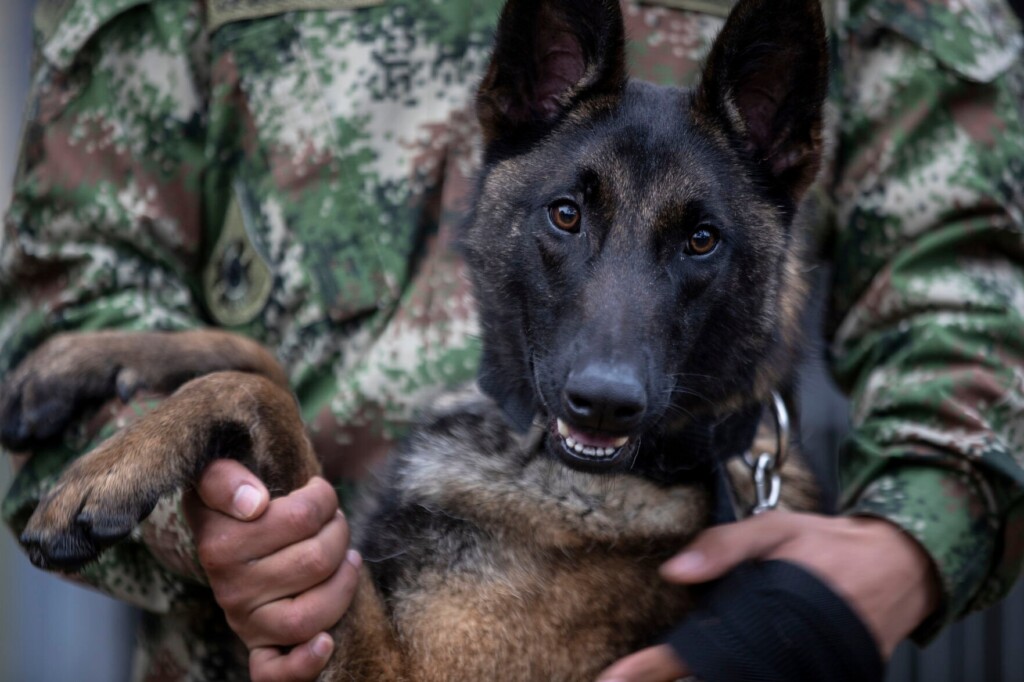 Colombian Military Vows To Continue Search For Heroic Dog Who Helped Find Children In Amazon Jungle