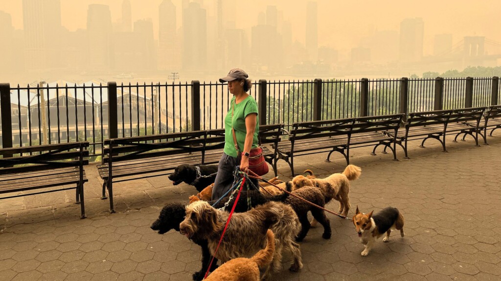 Wildfire Smoke Is Bad For Pets, Too. Here’s How To Keep Them Safe