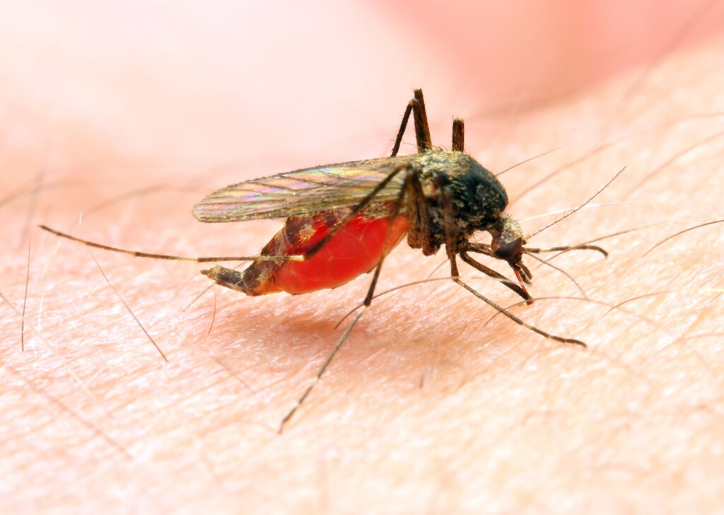 Cdc Issues Warning About The First Locally Acquired Cases Of Malaria In The Us In 20 Years