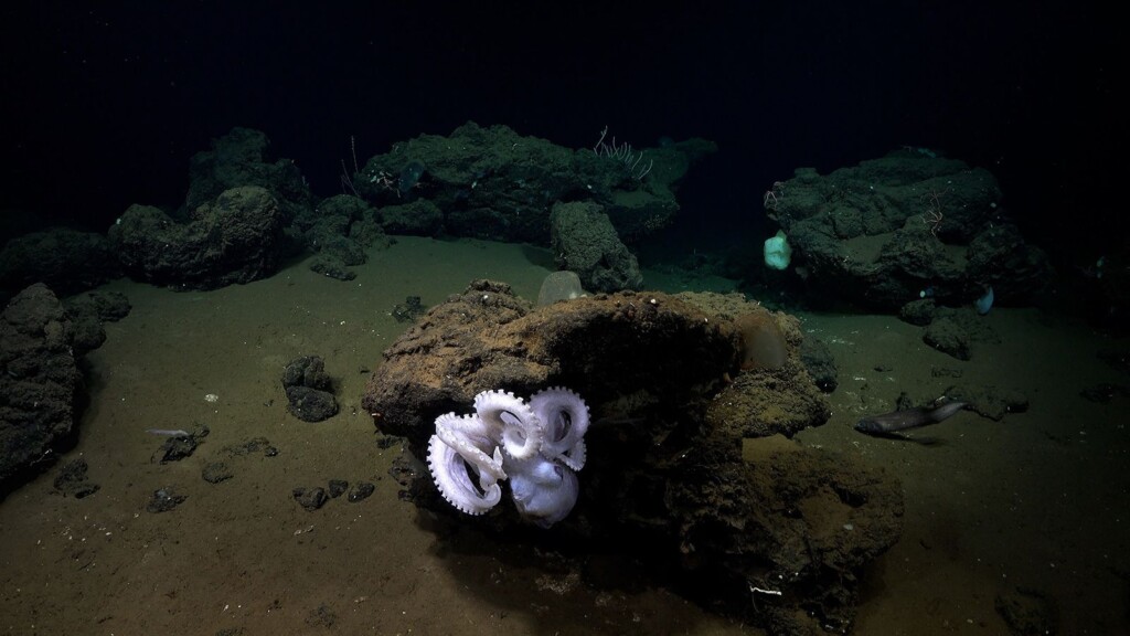 Rare Octopus Discovery Made 2 Miles Below The Ocean Surface