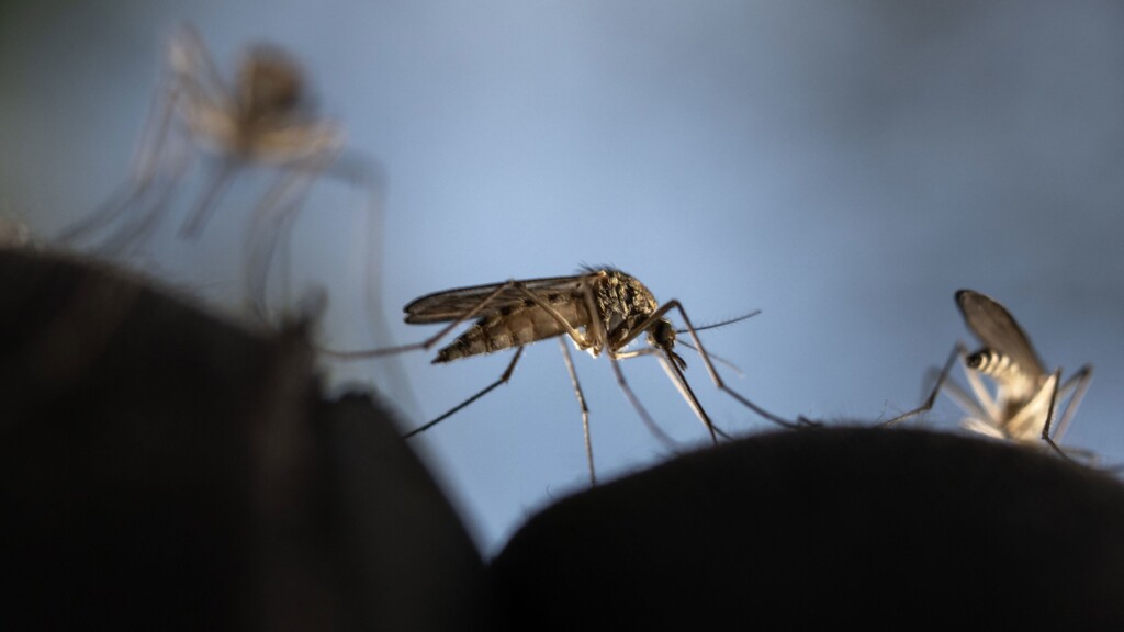 What Scientists Say Keeps Mosquitoes At Bay