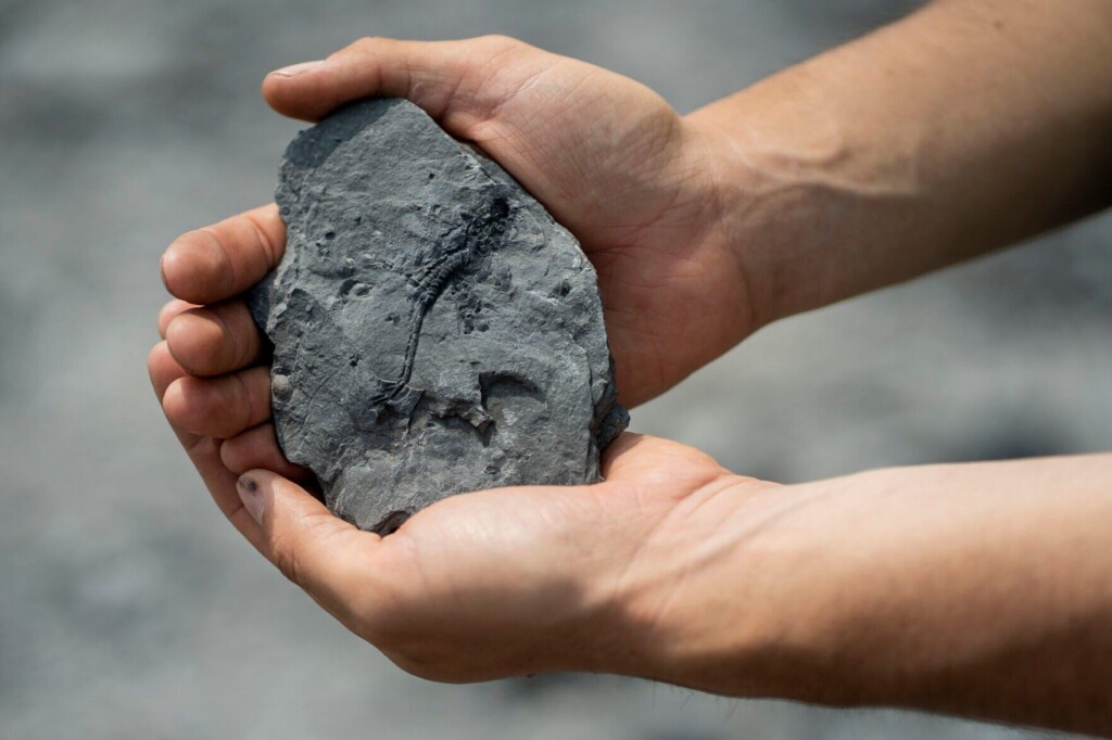 They Were Looking For Fossils At Ny’s Penn Dixie. What They Found Has Shocked The Paleontology World