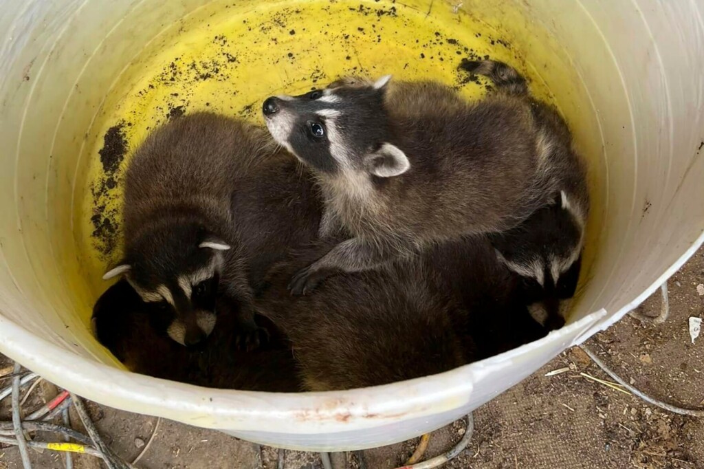‘they Heard Chirping In The Rubble’: Utah Demolition Crew Saves Abandoned Baby Raccoons